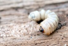 اغرب معلومات عن دود الخشب وطرق مكافحته 20 معلومات عن دود الخشب