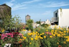 أسماء نبات بحرف الحاء 21 زراعة اسطح المنازل بالنباتات