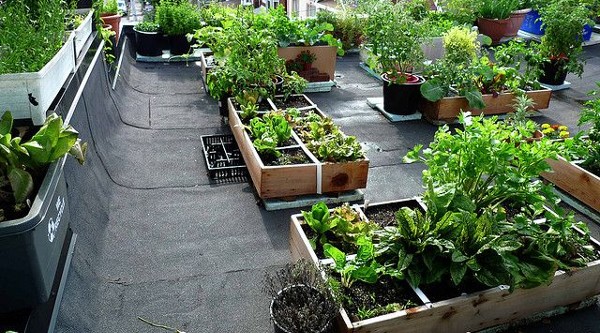 زراعة اسطح المنازل بالنباتات