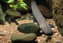 اهم صفات سمك الأنقليس ثعبان البحر 30 صفات سمك الأنقليس