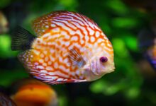 كيف تتنفس الأسماك دليل شامل ؟ 23 كيف تتنفس الأسماك