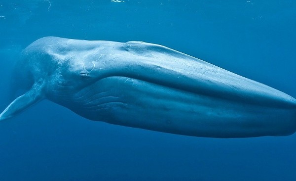 اهم معلومات عن الحيوانات للاطفال 1 معلومات عن الحيوانات للاطفال