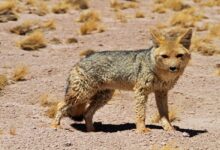 اغرب معلومات عن ثعلب الصحراء 26 معلومات عن ثعلب الصحراء