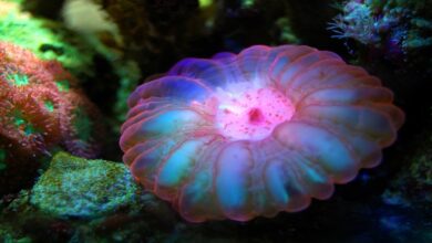 معلومات عن حيوان المرجان البحري