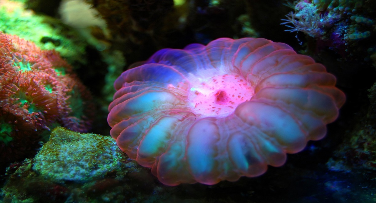 معلومات عن حيوان المرجان البحري