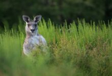 اغرب معلومات عن حيوان الكوكا 23 معلومات عن حيوان الكوكا