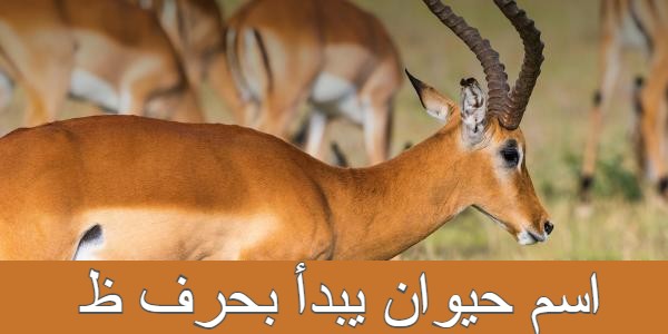 اسم حيوان يبدأ بحرف ظ - موقع ياهلا