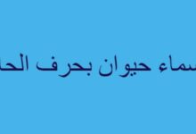 أسماء حيوان بحرف الحاء 20 أسماء حيوان بحرف الحاء