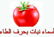 أسماء نبات بحرف الطاء 27 أسماء نبات بحرف الطاء