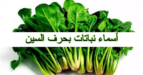 أسماء نباتات بحرف السين 1 أسماء نباتات بحرف السين