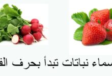 أهم أسماء نباتات تبدأ بحرف الفاء 21 أسماء نباتات تبدأ بحرف الفاء