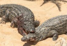 تفسير رؤية التمساح في المنام 21 تمساح