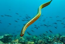 اغرب معلومات عن ثعبان البحر 31 معلومات عن ثعبان البحر