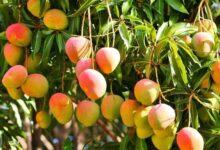 اغرب معلومات عن شجرة المانجو 27 معلومات عن شجرة المانجو