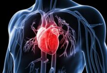 اهم وظائف القلب وتكوينه 26 وظائف القلب