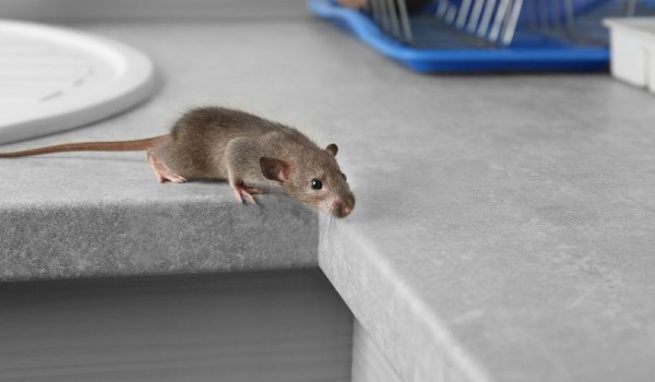 كيف أعرف مكان الفار وامنع وجوده في المنزل ؟ 2 كيف أعرف مكان الفار