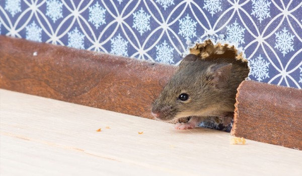 كيف أعرف مكان الفار وامنع وجوده في المنزل ؟ 3 كيف أعرف مكان الفار