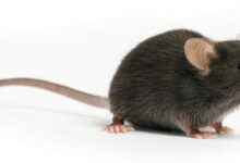 كيف أعرف مكان الفار وامنع وجوده في المنزل ؟ 26 كيف أعرف مكان الفار