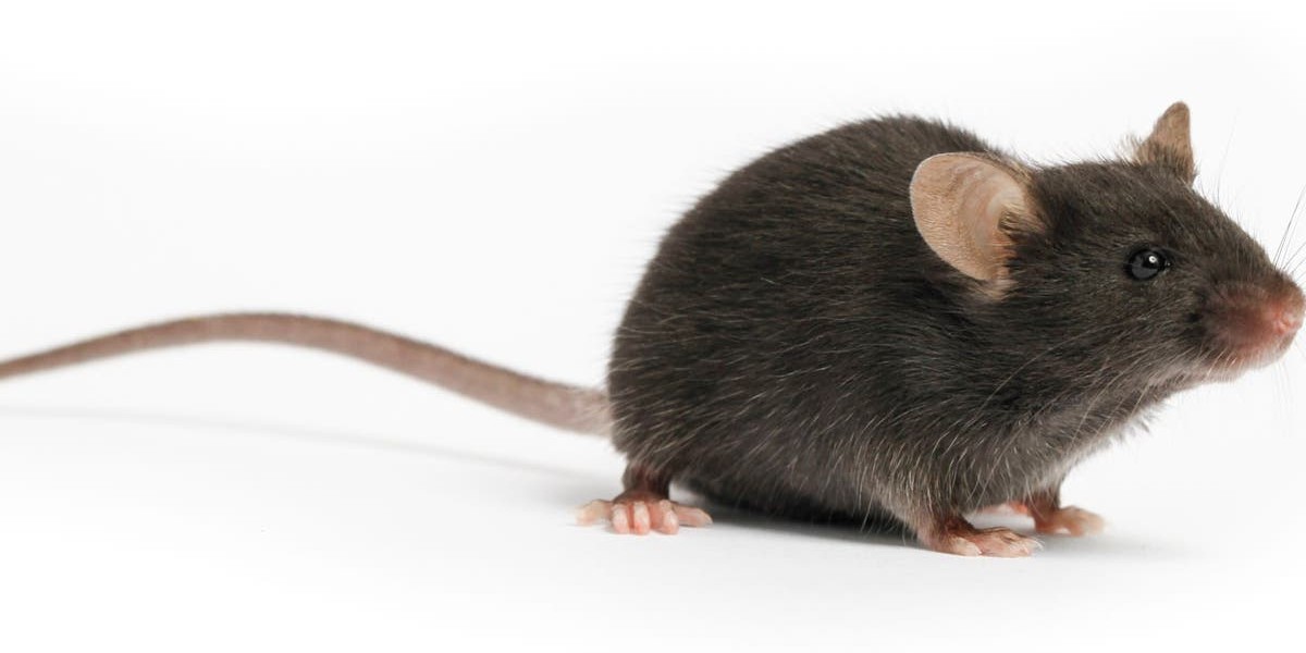 كيف أعرف مكان الفار وامنع وجوده في المنزل ؟ 1 كيف أعرف مكان الفار