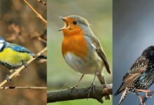 اجمل خلفيات طيور رائعة جديدة 57 خلفيات طيور رائعة جدا21