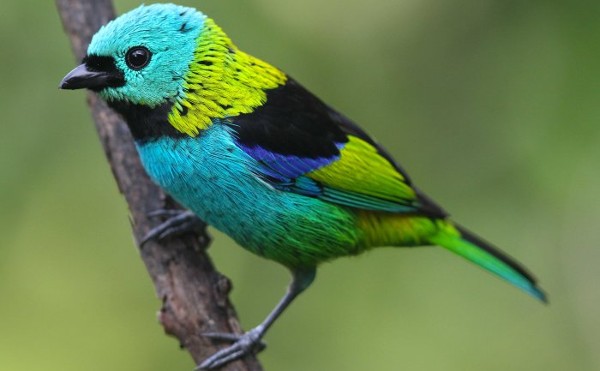 صور طيور ملونة جميلة جدا10