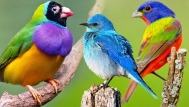 صور طيور ملونة جميلة جدا11