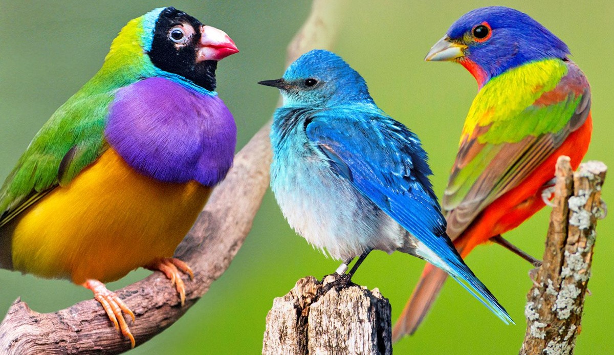 صور طيور ملونة جميلة جدا11