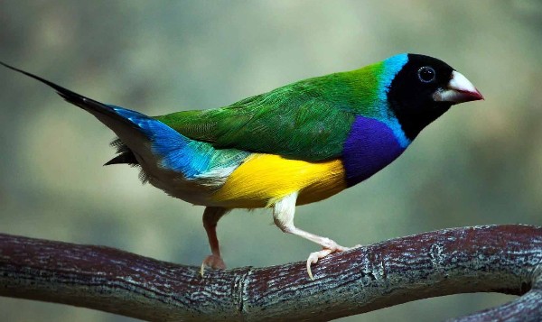 صور طيور ملونة جميلة جدا12