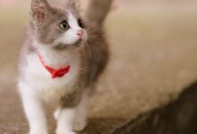 اسماء قطط اناث كورية جميلة 27 اسماء قطط اناث كورية