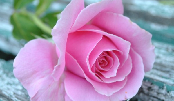 اجمل ما قيل في جمال الورد ؟ 3 جمال الورد