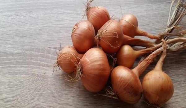 أكثر الدول إنتاجا للبصل 2 أكثر الدول إنتاجا للبصل