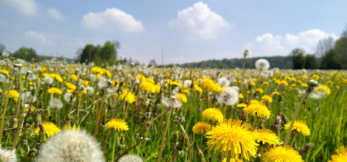 تجربتي مع الهندباء للشعر 1 تجربتي مع الهندباء للشعر