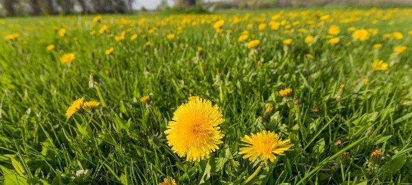 تجربتي مع الهندباء للشعر 3 تجربتي مع الهندباء للشعر1