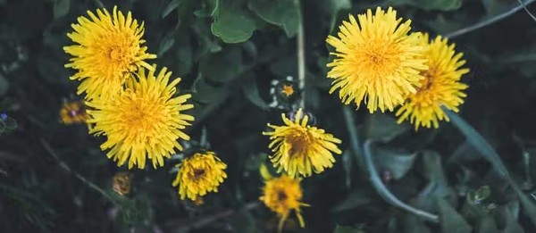 تجربتي مع الهندباء للشعر 2 تجربتي مع الهندباء للشعر2