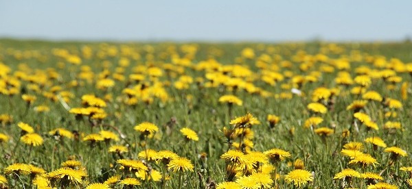 تجربتي مع الهندباء للشعر 4 تجربتي مع الهندباء للشعر3