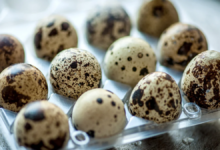 أضرار بيض السمان للرجال 13 أضرار بيض السمان للرجال